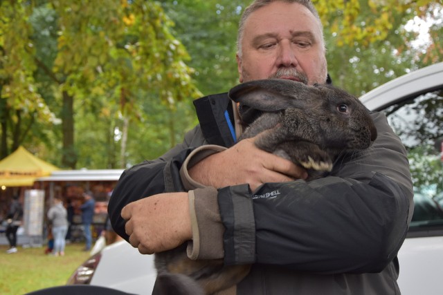 Renato Chieppi z Krosna Odrzańskiego hoduje króliki. To belgijskie olbrzymy szare. Na Lubuskim Kiermaszu Rolniczym można obejrzeć żywe zwierzęta i porozmawiać z hodowcami. Zobacz więcej zdjęć w galerii >>>