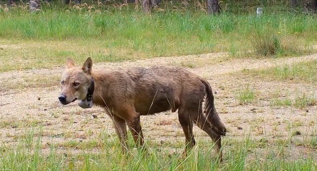 Wilk z Austrii przywędrował do Polski i osiedlił się w lublinieckich lasach.  Zobacz kolejne zdjęcia. Przesuwaj zdjęcia w prawo - naciśnij strzałkę lub przycisk NASTĘPNE