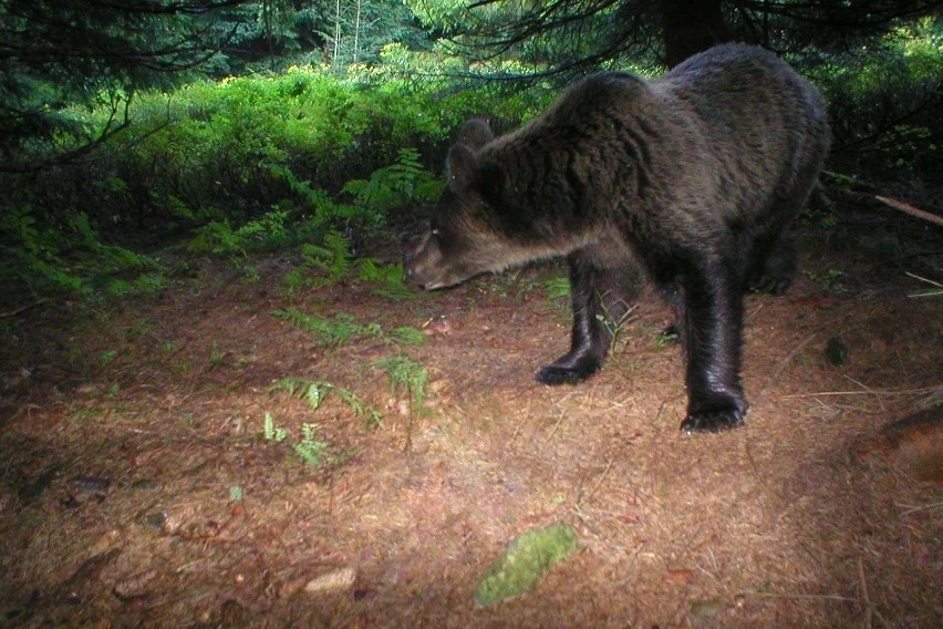 Niedźwiedzie nagrane przez foto pułapki zastawione w...