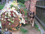 Pies wierny aż po grób