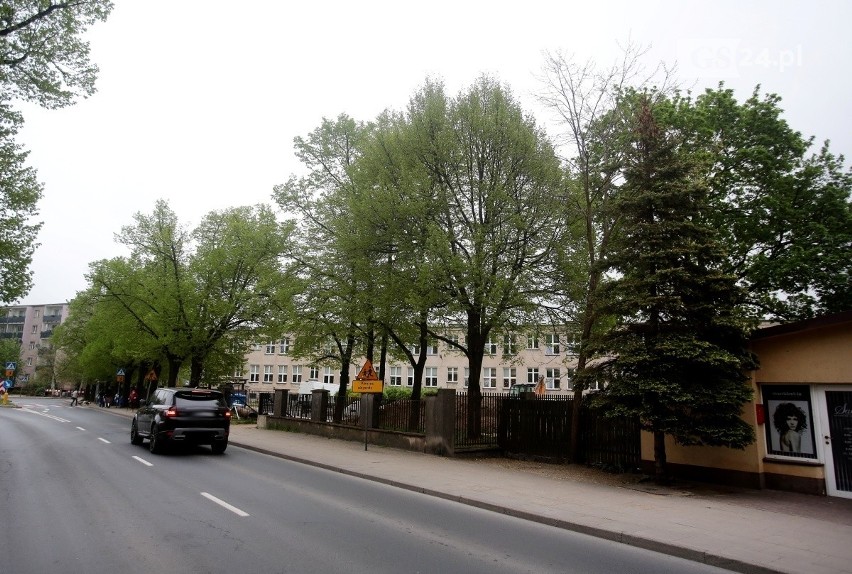 Drzewa w Szczecinie. Ile ich jest i czy są zdrowe? Powstanie szczecińska mapa drzew. Inwentaryzacja zajmie kilka lat