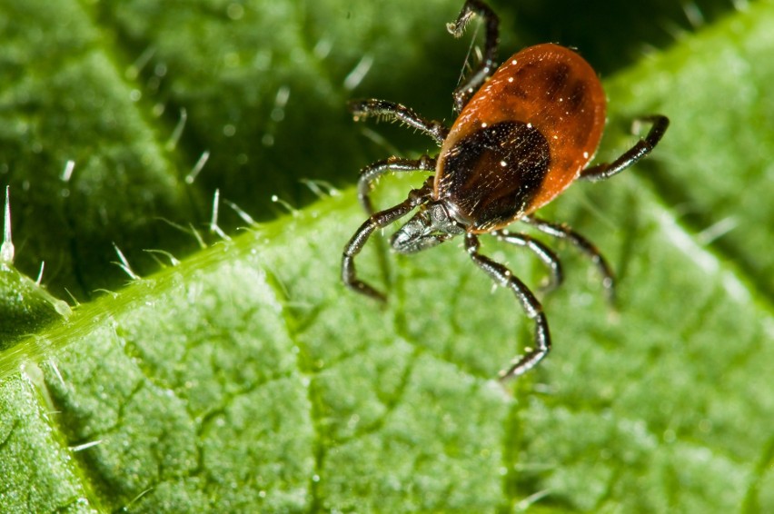 Tularemia to odzwierzęca choroba zakaźna, znana jako dżuma...