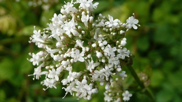 Kozłek lekarskiKozłek lekarski (Valeriana officinalis), lepiej znany jest jako waleriana. To jedno z wyższych ziół. Bywa, że kozłek lekarski mierzy ponad metr.