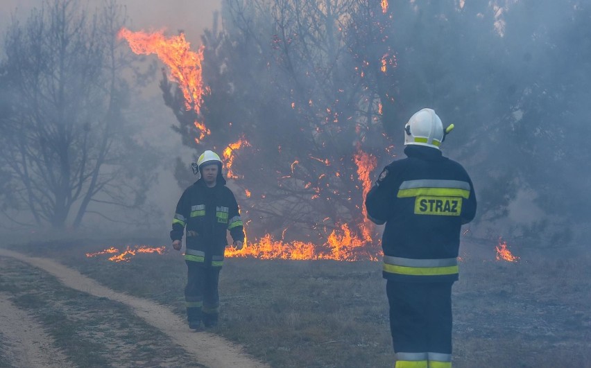 Zagrożenie pożarowe II i III stopnia w lubuskich lasach. Leśnicy apelują o ostrożność