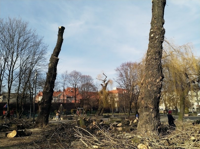 Wycinka drzew na placu Andrzeja w Katowicach ZDJĘCIA Internauci nie kryją oburzenia