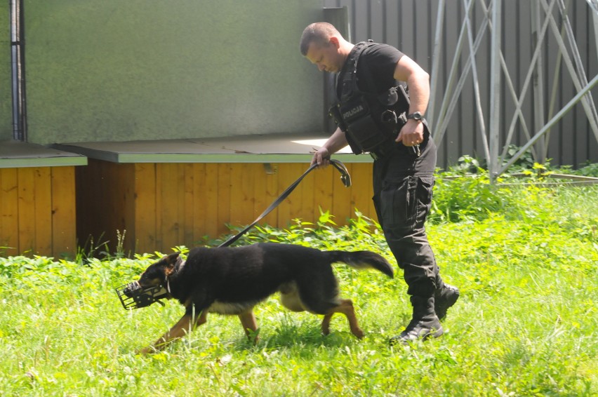 Psy patrolowe rywalizowały w zawodach w Krakowie