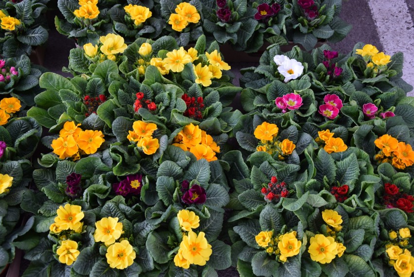 Targowiska w Rzeszowie zasypane wiosennymi kwiatami. Zobacz, co się sprzedaje [ZDJĘCIA]