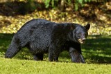 Jedli spokojnie obiad, gdy dołączył do nich... niedźwiedź. Rodzina była przerażona. Nagranie trafiło do sieci