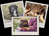 Psy do adopcji z tymczasowego punktu przetrzymań bezdomnych zwierząt w Iłży. Zobaczcie zdjęcia pięknych psiaków