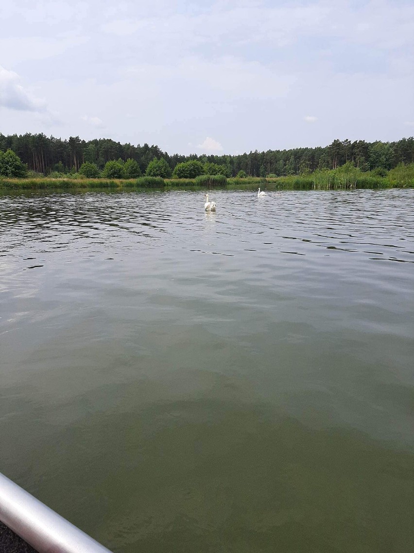 Strażacy z gminy Przytyk uratowali siedem młodych łabędzi i jednego dorosłego na zalewie Jagodno. Ptaki zaplątały się w żyłkę wędkarską
