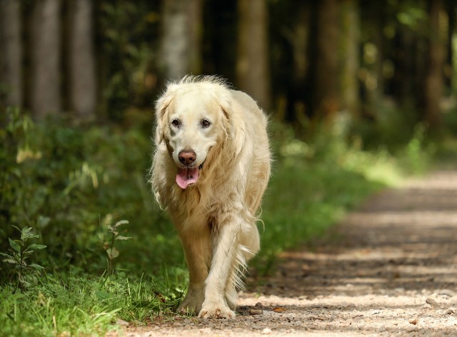 Zabierając psa na długi spacer czy bieg do lasu pamiętajmy o kilku zasadach. Psu też powinno być wygodnie - można zaopatrzyć się w specjalne szelki dla psa. Dzięki temu, będzie czuł się dużo swobodniej.Zobacz kolejne zdjęcia. Przesuwaj zdjęcia w prawo - naciśnij strzałkę lub przycisk NASTĘPNE