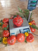 Pomidor-gigant. Pani Krystyna prezentuje swoje zbiory. 25.08.2023