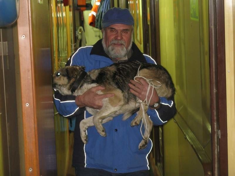 Pies-rozbitek zostaje z ludźmi, którzy uratowali mu życie. Przynajmniej na razie [ZOBACZ FILM]