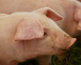 Genetycznie zmodyfikowane świnie trafią na rynek. Kiedy zjemy z nich szynkę?