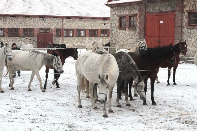 Stadnina koni w Michalowie