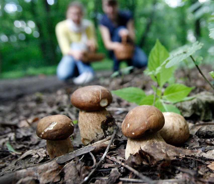 Na koniec grzybobrania 50-letni mężczyzna został raniony...