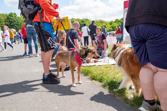 W mieście obowiązkowo psa należy wyprowadzać na smyczy. Regulują to przepisy, a także proszę o to inni właściciele czworonogów. - Puszczenie psa luzem może kosztować jego opiekuna mandat nawet 250 złotych - mówi Przemysław Piwecki, rzecznik straży miejskiej w Poznaniu.