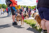 Poznań: Spuszczasz psa ze smyczy w mieście? Grozi za to mandat!