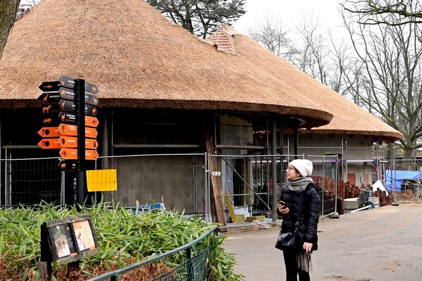 Trwa budowa nowych lwich domów we wrocławskim zoo....