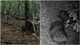 Parka jenotów przyłapana przez fotopułapkę na spacerze koło Gromnika. To egzotyczne zwierzę zadomowiło się na dobre w podtarnowskich lasach 