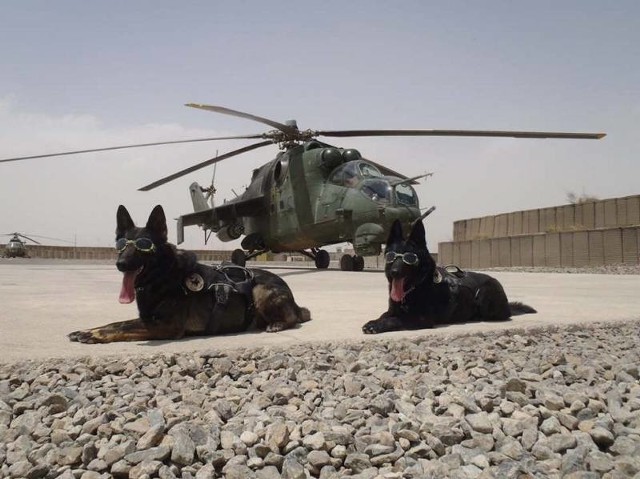 Psia służba w Afganistanie nie należy do najłatwiejszych