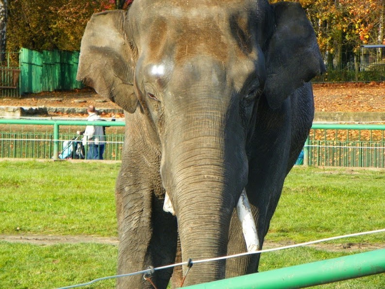 Słoń Thisiam przed wyjazdem z Chorzowa
