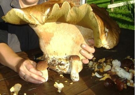 Prawdziwek - gigant z budachowskich lasów! Jeśli znalazłeś większego grzyba, napisz nam o tym