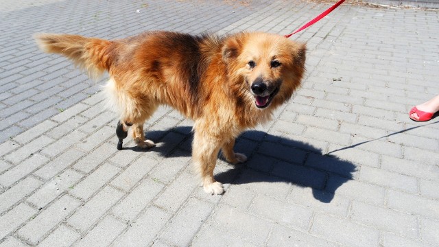 Pies Kajtek kolejny raz otrzymał od RZO protezę tylnej łapki. Dzięki niej może swobodnie biegać