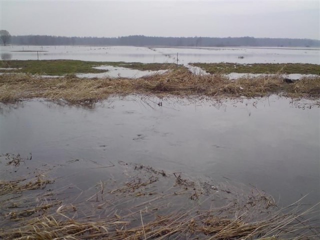 Po odwilży w styczniu woda z rzeki Czarnej zalała około 65 hektarów kompleksu łąkowego Brygidów &#8211; Mieczyn w gminie Krasocin.