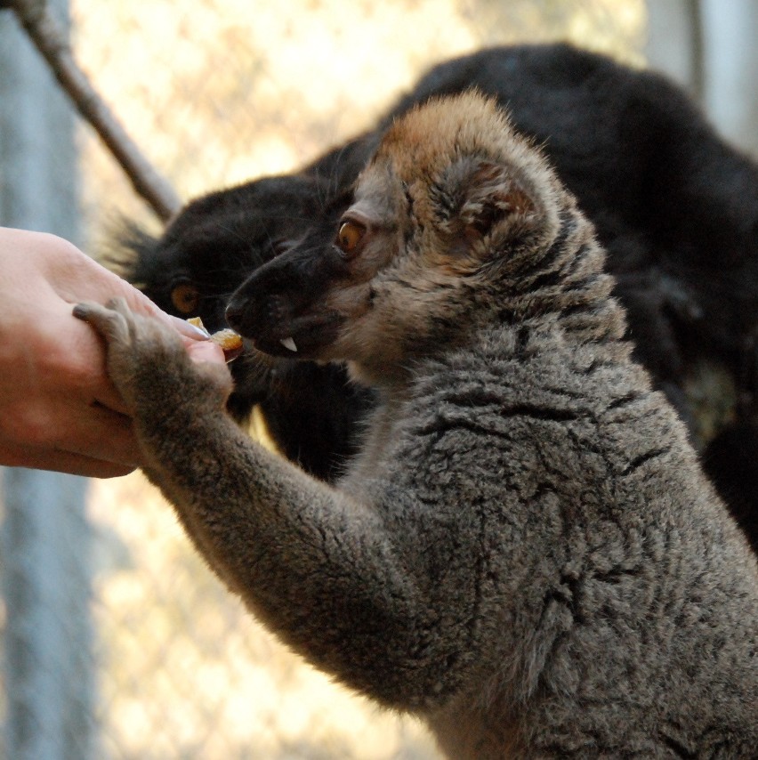 W bydgoskim Ogrodzie Zoologicznym mieszka zwierzę...