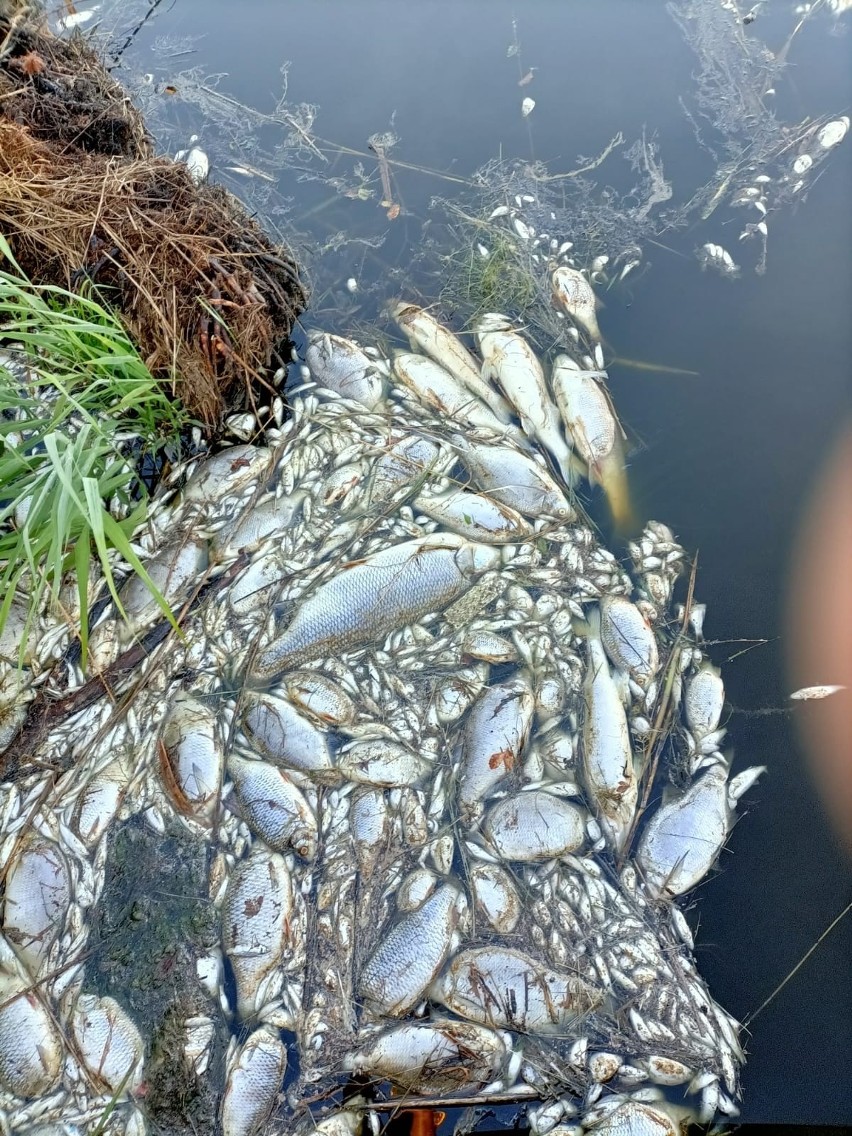 Śnięte ryby na Opolszczyźnie. Skąd tysiące martwych zwierząt w kanałach Kędzierzyńskim i Gliwickim? Jest ważne stanowisko Wód Polskich