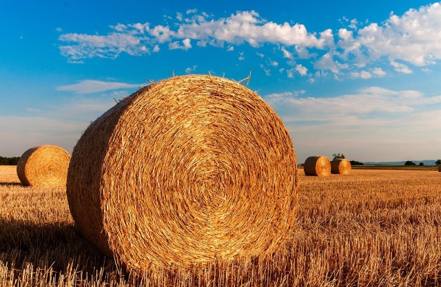 Podatek rolny za IV kwartał roku trzeba opłacić do połowy listopada. W Polsce opodatkowane są użytki rolne, z wyjątkiem gruntów zajętych na prowadzenie działalności gospodarczej innej niż rolnicza.