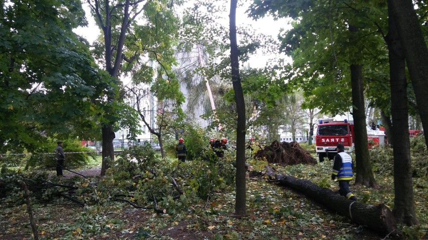 Park żywiecki został zniszczony przez orkan Ksawery nawet w...