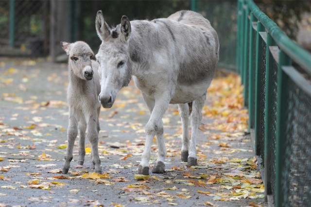 Dwa osiołki ze Starego Zoo w Poznaniu nie żyją