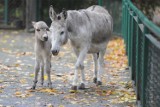 Osiołki ze Starego Zoo nie żyją! Tabu zdechł, Antonina została uśpiona. To wina zwiedzających?