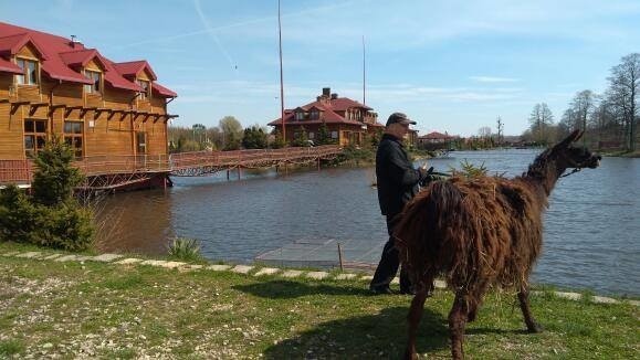 Zbiegła lama z Bierunia trafiła do Lublina, gdzie ma...