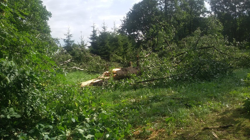 Burza w Bielsku-Białej: Powalone drzewa, zalane drogi [ZDJĘCIA]