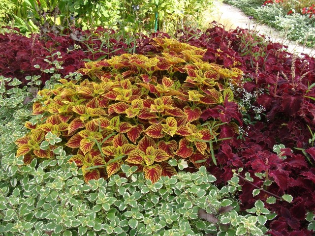 Z roślin o kolorowych liściach można tworzyć piękne kompozycje, a także łączyć je z trawami i kwiatami.
