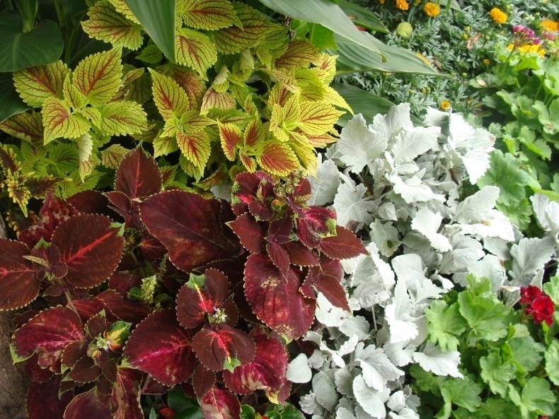 Do najbardziej kolorowych roślin należą koleusy. Pięknie...