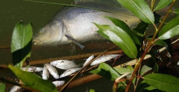 Katastrofa ekologiczna w gminie Gniewkowo? Śnięte ryby w Zajezierzu [zobacz zdjęcia internauty]