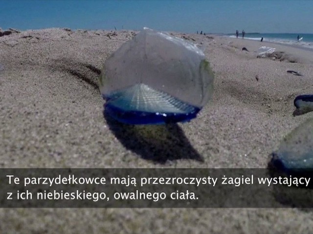 Czym jest Velella Velella? Niebieskie meduzy, "morskie tratwy", u wybrzeży Kalifornii