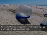 Tysiące niebieskich meduz - "morskich tratw" - morze wyrzuciło na brzeg [wideo] 