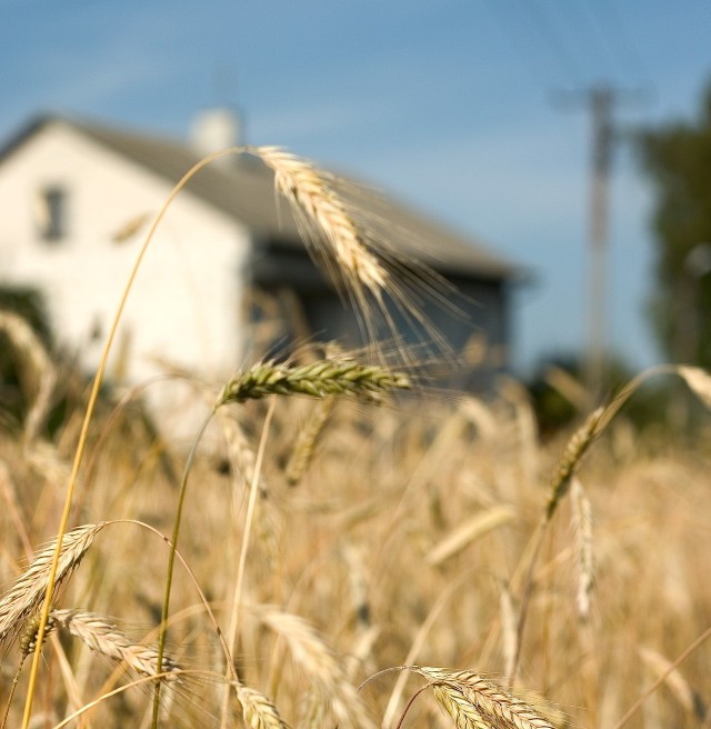 karakter overalt Krønike OLX - artykuły | Strefa Agro