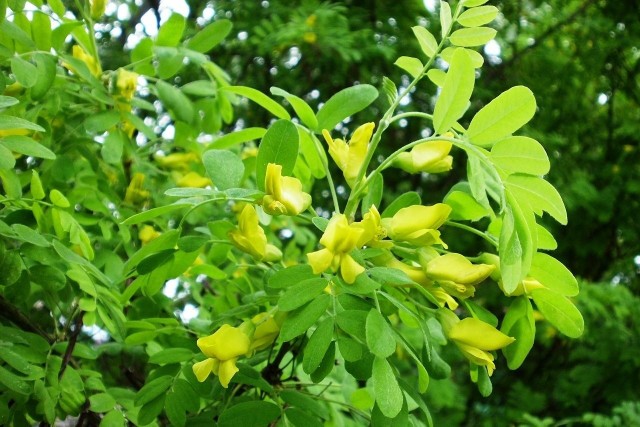 Karagana syberyjska to ładny krzew, który dobrze znosi suszę, mróz i zanieczyszczenia.