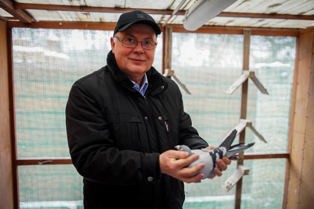 Marek Rzepka mieszka w Woli Rzędzińskiej. W swojej hodowli ma 500 gołębi
