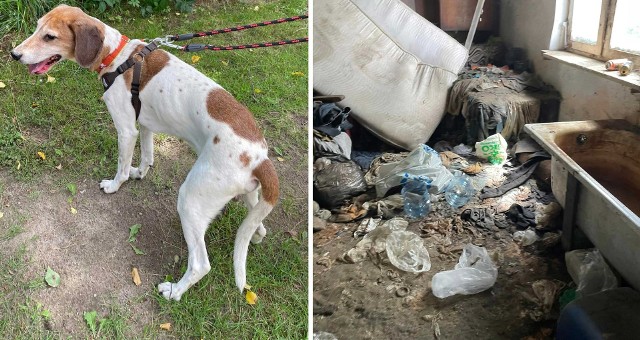Pies przez rok był zamknięty w opuszczonym domu we wsi Kołczewo