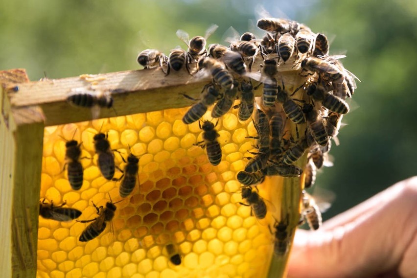 Pszczoły w mieście robią smaczny i zdrowy miód