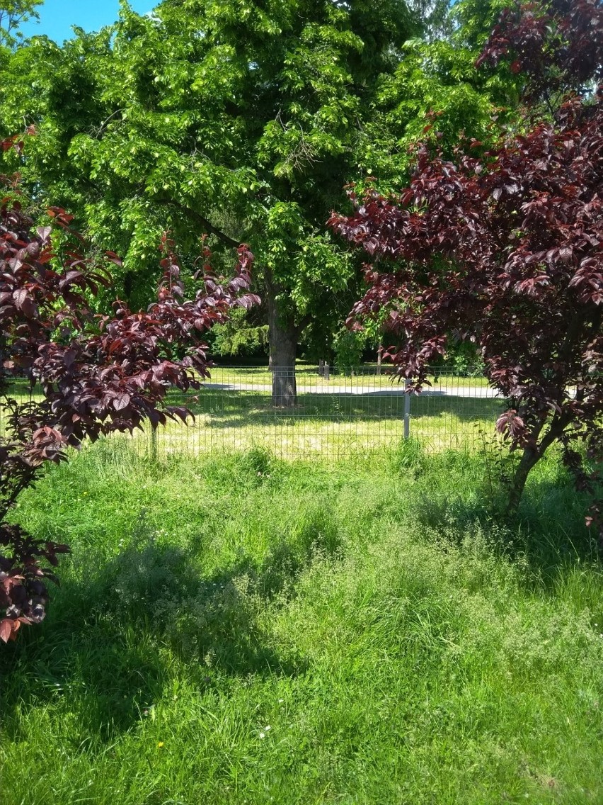 Zarośnięty psi park w Rzeszowie. Po naszej interwencji trawę wykoszono [ZDJĘCIA INTERNAUTKI]