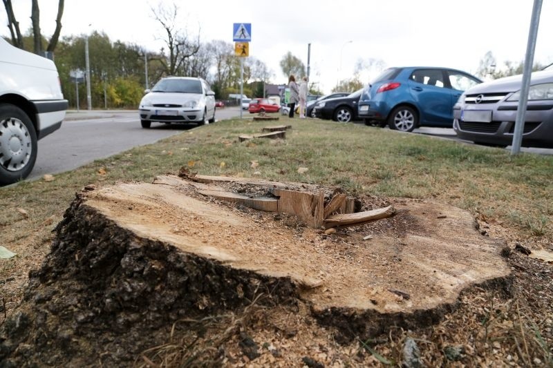 - W uzasadnieniu wpisano, że drzewa są w złym stanie...