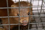 Koronawirus atakuje fermy norek. To już trzecie ognisko zakażeń w Polsce! Czy konieczne będzie wybicie?